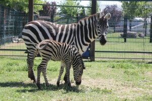 KAYSERİ (AA) – Kayseri Büyükşehir Belediyesi Hayvanat Bahçesi'nin yeni üyesi