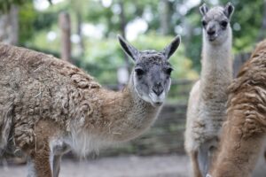 KİEV (AA) – Ukrayna'nın başkenti Kiev'deki hayvanat bahçesi, savaşın devam