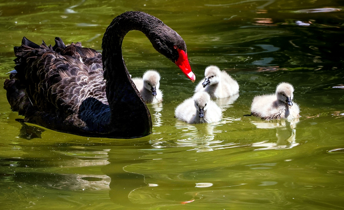 Kuğulupark'ın “çirkin ördek yavruları” suyla tanıştı
