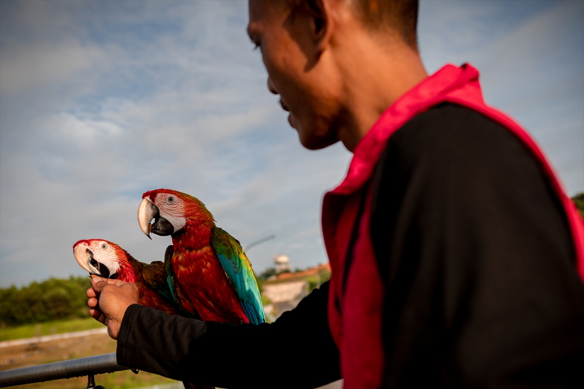 Malezya'da papağanlar “Dünya Papağanlar Günü” için kanat çırptı