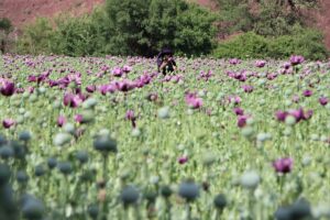 MANİSA (AA) – Manisa'nın Kula ilçesindeki ovalarda Toprak Mahsulleri Ofisi