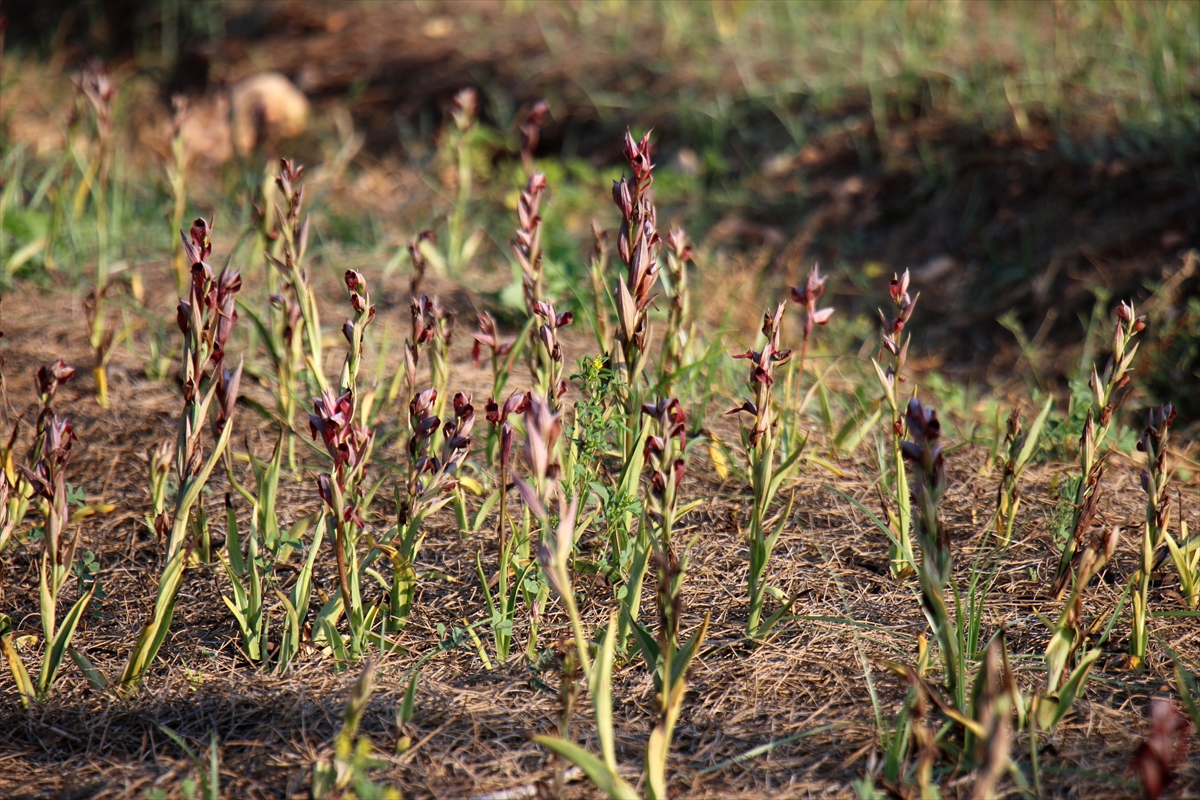 Mersin'de Toros Dağları'nın eteklerinde salep orkidesi hasadı başladı