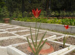 AMASYA (AA) – Amasya'nın Merzifon ilçesinde "yitik lale" olarak adlandırılan
