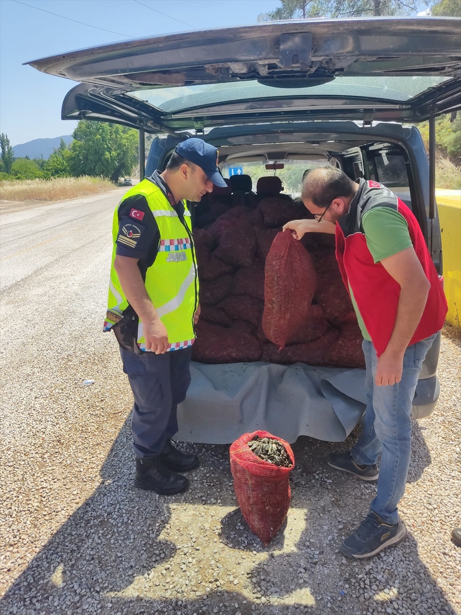 Muğla'da  kaçak avlanmış 1,5 ton midye ele geçirildi