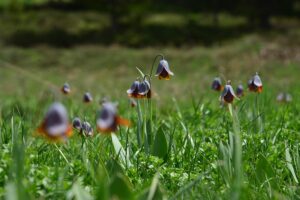KÜTAHYA (AA) – Kütahya'nın Gediz ilçesindeki 2 bin 300 rakımlı