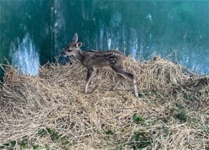 OSMANİYE (AA) – Osmaniye'nin Hasanbeyli ilçesinde vatandaşlar tarafından yaralı halde