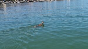 SAMSUN (AA) – Samsun'un Atakum ilçesinde Kurupelit Yat Limanı'ndaki kayalıklardan