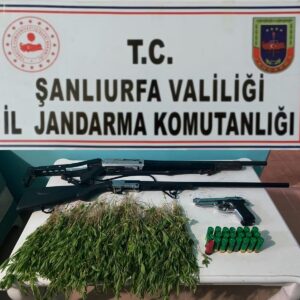 ŞANLIURFA (AA) – Şanlıurfa'da arpa tarlasına ekilmiş 800 kök Hint