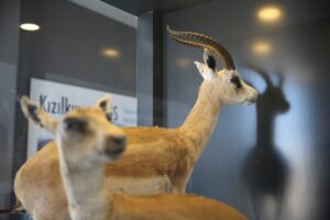 ŞANLIURFA (AA) – MÜSLÜM ETGÜ – Şanlıurfa'da, 75. Yıl Ceylan