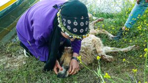 SİİRT (AA) – Siirt'te çaya düşen ve boğulma tehlikesi geçiren