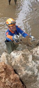 ADIYAMAN (AA) – Adıyaman'da sulama havuzunda mahsur kalan domuz yavruları