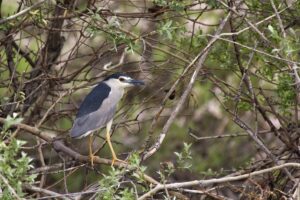 KAYSERİ (AA) – Kayseri'deki Sultan Sazlığı ile Aladağlar Milli Parkı'nda