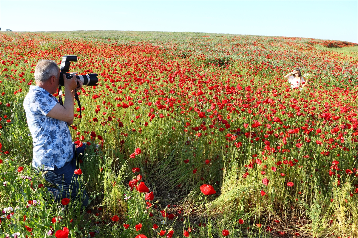 Tekirdağ'da gelincik tarlaları fotoğraf tutkunlarını ağırlıyor