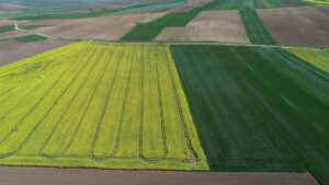 TEKİRDAĞ (AA) – Trakya'da, çiçek açan kanolalar ve yeşillenen buğday