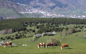 ARDAHAN (AA) – Ardahan'ın Posof ilçesinin tepeleri karla kaplı iken