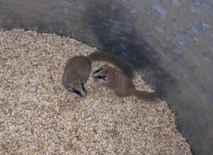 TUNCELİ (AA) – Tunceli'nin Ovacık ilçesinde nesli tehlike altında olan