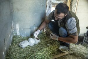 - Dağlık arazide vatandaşların bulduğu iki kartal yavrusunu, DKMP görevlileri