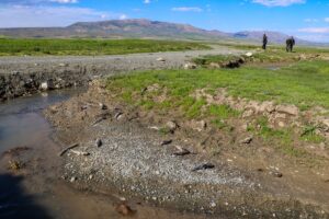  VAN (AA) – EMRE ILIKAN – Van'ın Erçek Gölü'nden üremek