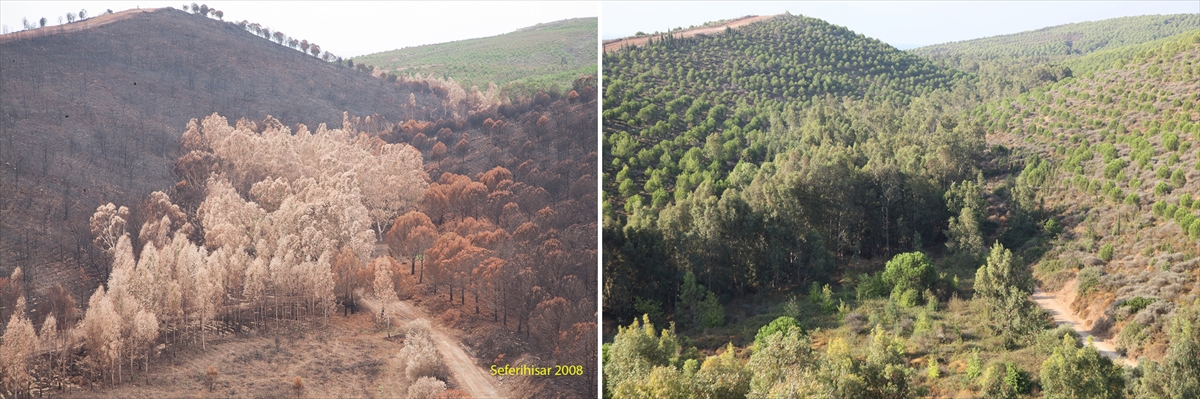 Yandıktan sonra ağaçlandırılan ormanların “öncesi ve sonrası” fotoğrafları yayınlandı