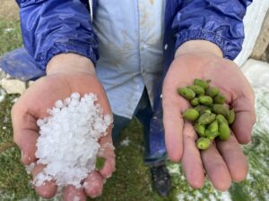 YOZGAT (AA) – Yozgat'ta aniden bastıran dolu meyve ağaçlarına zarar
