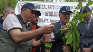 ZONGULDAK (AA) – Zonguldak Orman Bölge Müdürlüğü laboratuvarında yetiştirilen "torymus