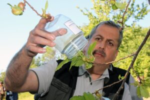 ZONGULDAK (AA) – Zonguldak Orman Bölge Müdürlüğü laboratuvarında yetiştirilen "torymus