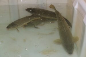 ADANA (AA) – Adana Tarım ve Orman Müdürlüğü Su Ürünleri