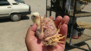 ADANA (AA) – Adana'nın Kozan ilçesinde yumurtadan çıkan 4 ayaklı