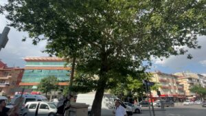KONYA (AA) – Konya'da şehir merkezinde bir çınar ağacından düşen