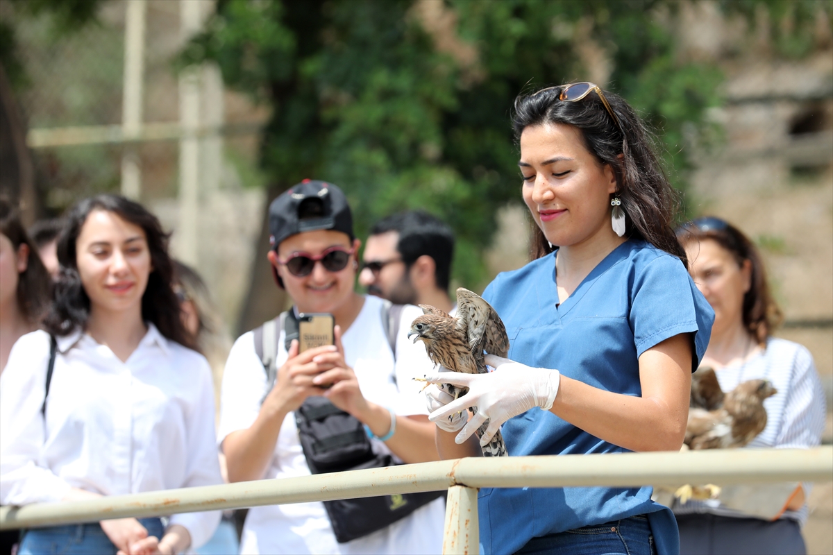 Antalya'da yaralanan kızıl şahin ile yavru kerkenez kuşları tedavi edilerek doğaya bırakıldı