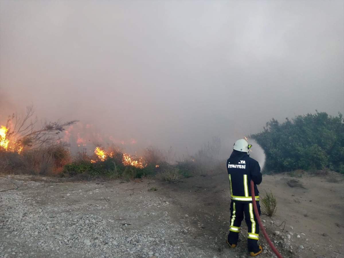 Antalya'da zeytinlik ve sazlık alanda yangın çıktı