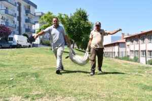 AYDIN (AA) – Aydın'ın Söke ilçesinde sahipleri tarafından başıboş bırakılıp,