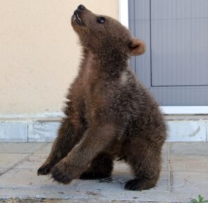 - Önce annesinden ayrı düşen, sonra kardeşini kaybeden ayı yavrusu