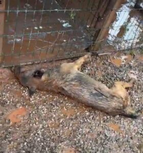 BARTIN (AA) – Bartın'da meydana gelen selde barınakta kilitli bulunan