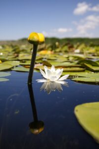 KONYA (AA) – Türkiye'nin en büyük tatlı su gölü olan