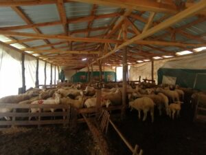 BİLECİK (AA) – Bilecik'te hava sıcaklıklarının artmasıyla küçükbaş hayvancılıkla uğraşanlar,