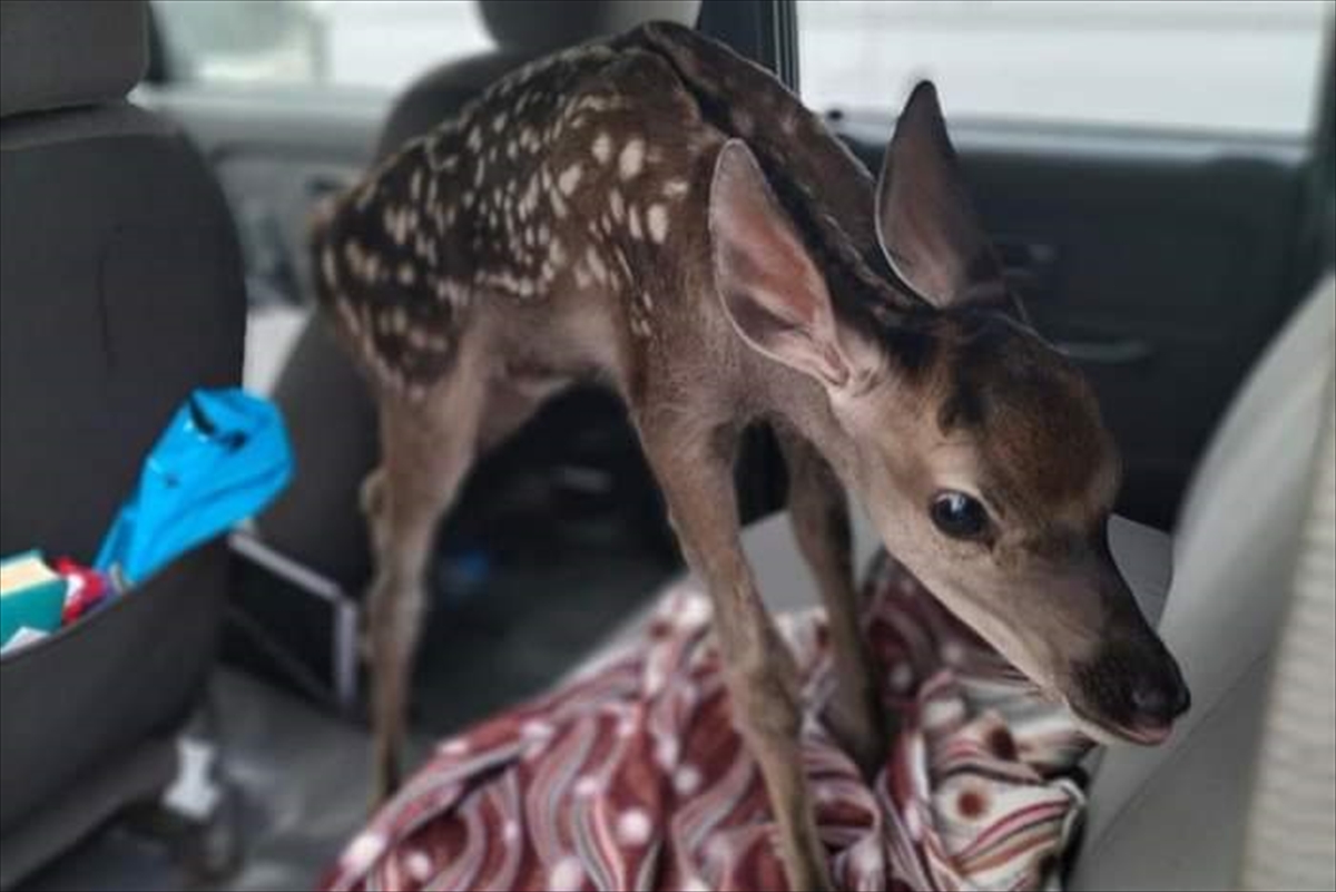 Bolu'da çobanların bulduğu kızıl geyik yavrusu korumaya alındı