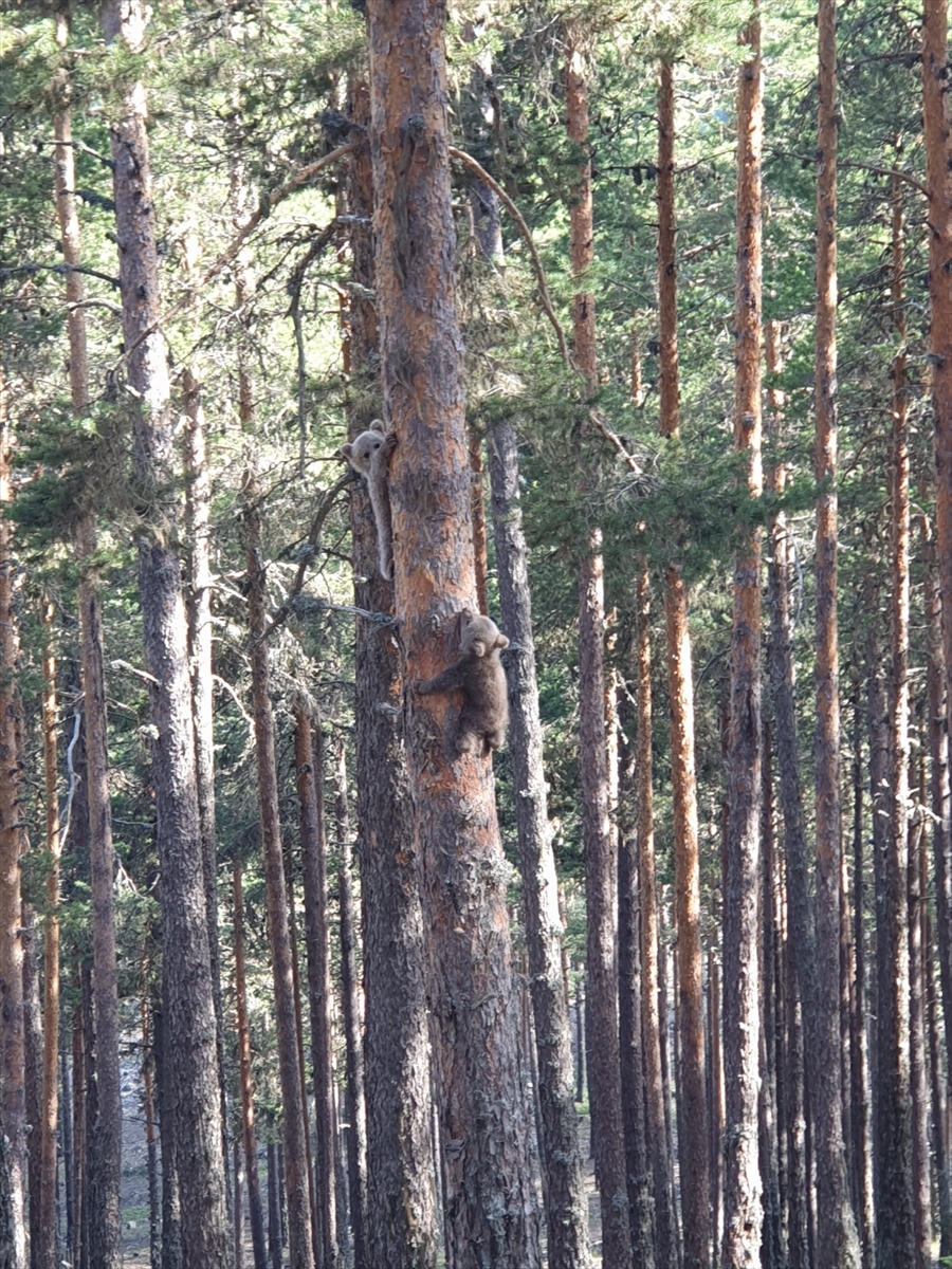 Bolu'da yavru ayıların ağaca tırmanmaya çalışması kameraya yansıdı