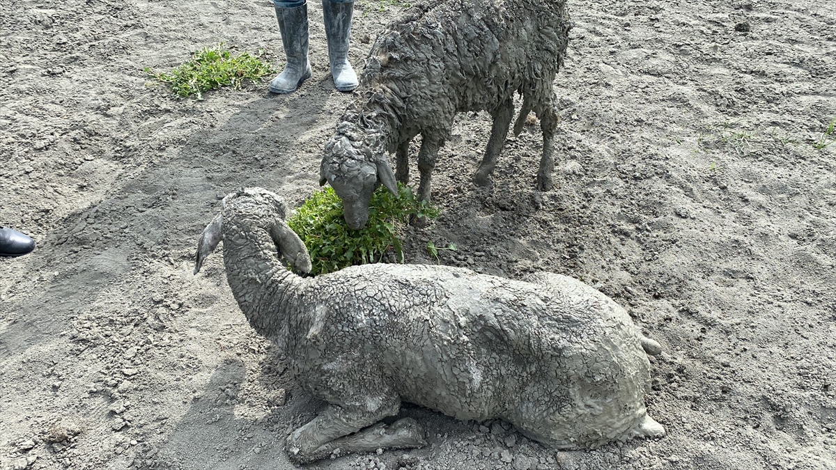 Burdur'da balçıklaşan alanda mahsur kalan 96 koyun kurtarıldı
