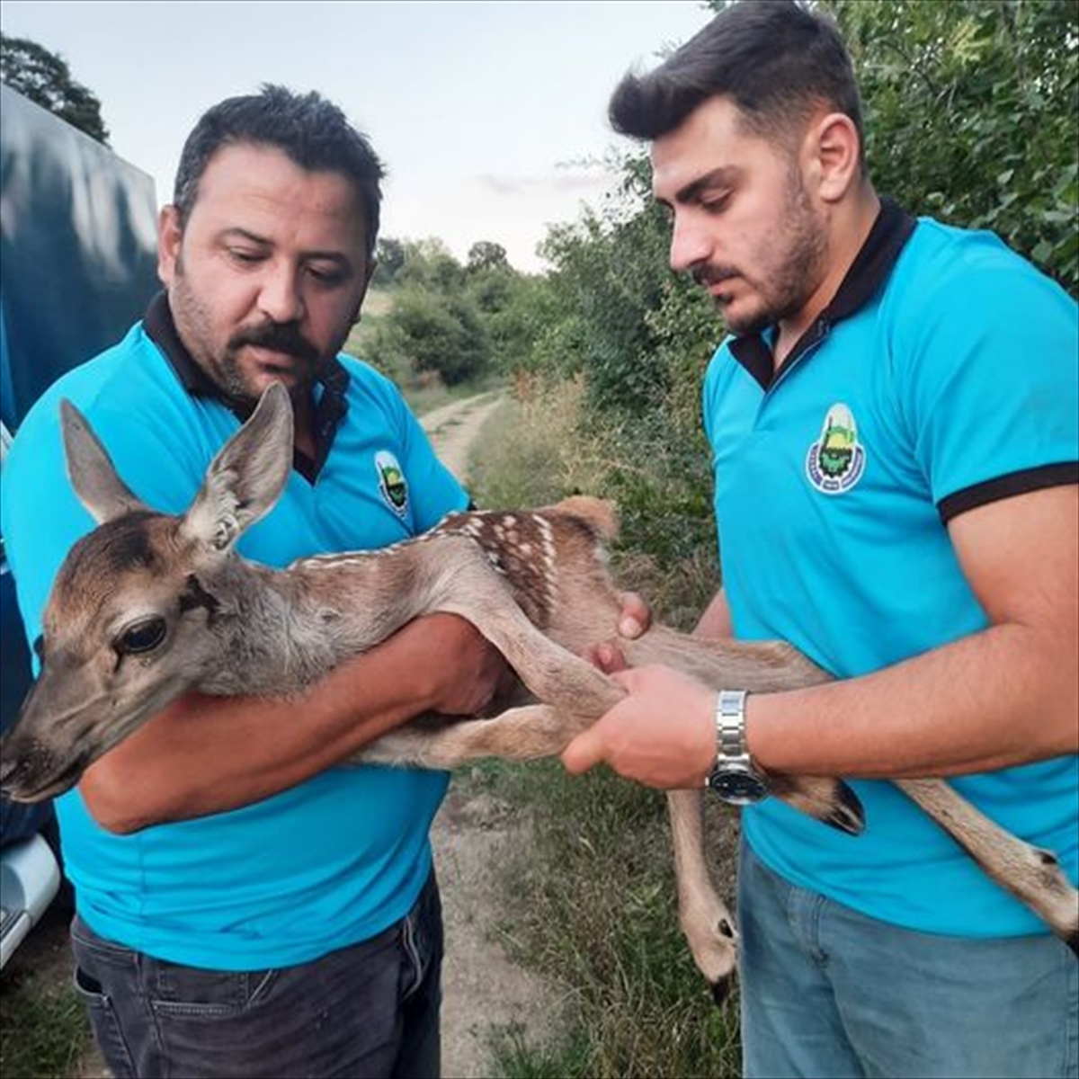 Bursa'da yaralı bulunan ceylan yavrusunun tedavisine başlandı