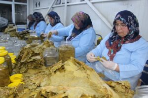 TOKAT (AA) – Tokat'ın Erbaa ilçesinde coğrafi işarete sahip asma