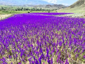 ERZURUM (AA) – Erzurum'un Oltu ilçesindeki bazı araziler mor renkli