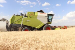 SİİRT (AA) – Siirt'te halaylar eşliğinde hasadına başlanan, 305 bin