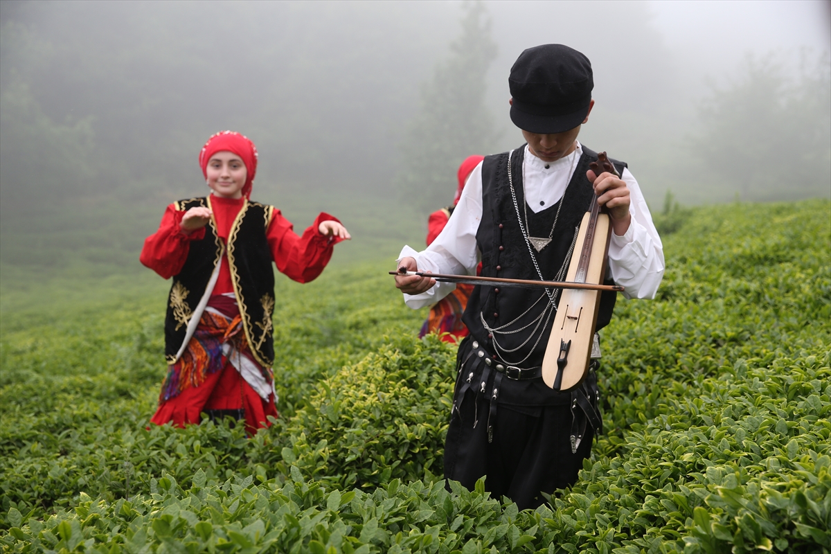 Giresun'da çay hasadı etkinliği düzenlendi