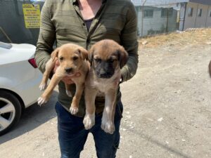 KÖPEK VE 4 YAVRUSUNUN KURTARILMASI EKLENDİ