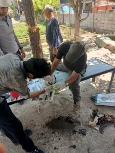 IĞDIR (AA) – Iğdır'da ayağına ip dolanan leylek yavrusu, Doğa