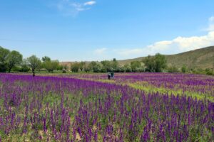 IĞDIR (AA) – Iğdır'da, yaz mevsiminin ilk ayı haziranda açan