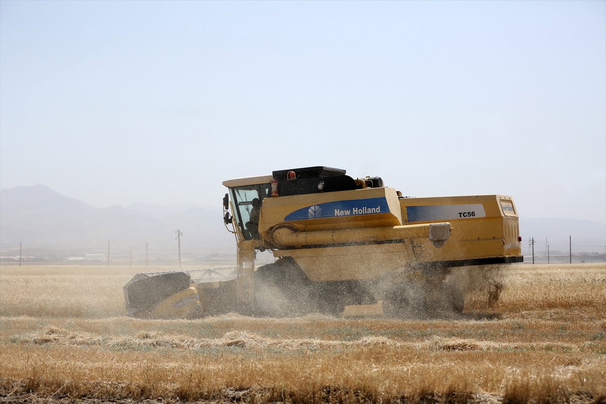 İran'ın Kazvin eyaletinde tahıl rekoltesi ciddi oranda düştü