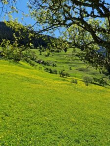 RİZE (AA) – Rize'de hava sıcaklığının artması ile yaylalarda açan