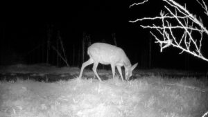 KARABÜK (AA) – Karabük'te ormanlık alanda geyik, ayı ve tilkinin